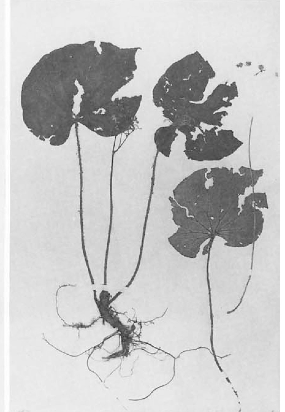 B. caespitosa
